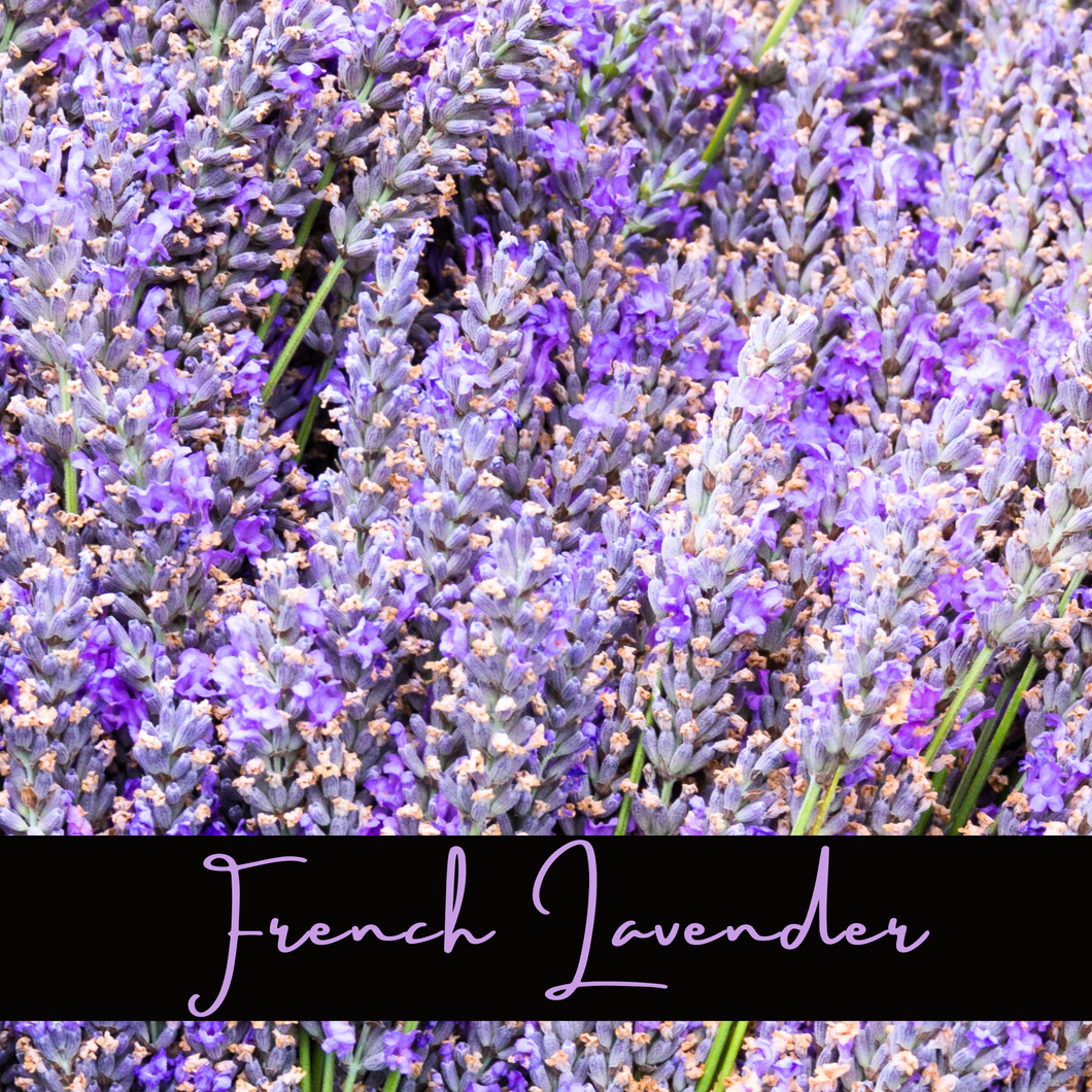 French Lavender